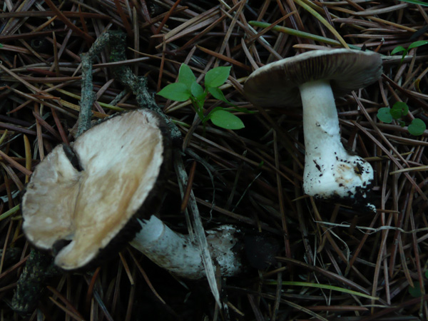 Agaricus sp.